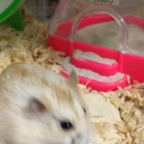 生きていますよ〜(ΦωΦ)ﾌﾌﾌ…の画像