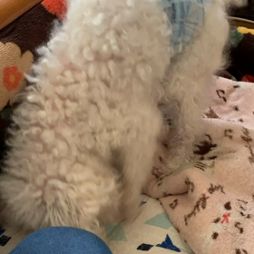 今日のハクの画像