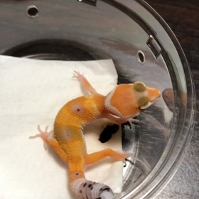 パクパク集〜！の画像