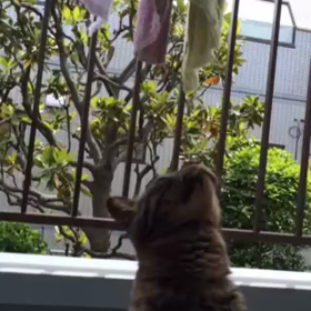 かわゆすキキの画像