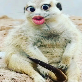 むむむむむ！の画像