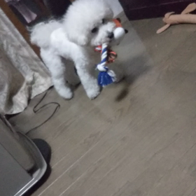 今日のはなちゃん354、モモちゃん310の画像