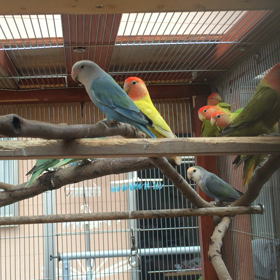野外コロニー飼育コザクラインコオパーリンの画像