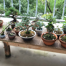 梅雨明けか⁉︎蝉が元気に鳴き始めました・・・の画像