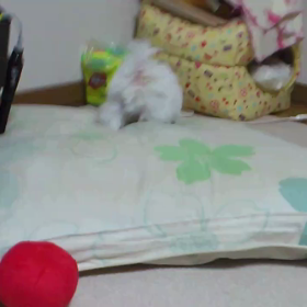 来た頃のシンの画像