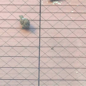 子スズメときなこの画像