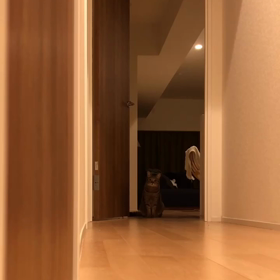 猫とだるまさんがころんだの画像