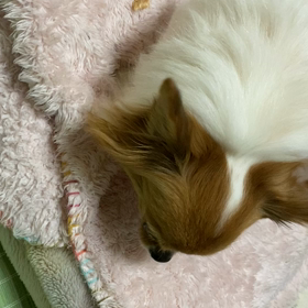 愛犬・愛猫のごはん♬到着のお知らせの画像