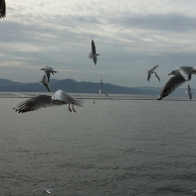 カモメが空を飛ぶ〜よの画像