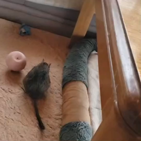 おめでとうの画像