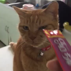 動画貼ってみましたの画像