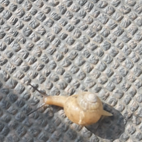 も～にんぐ　でんでんの画像