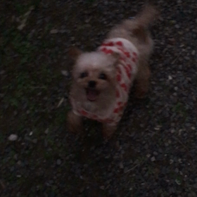 ニコちゃん クルクル♬の画像