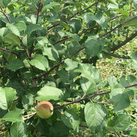 無農薬リンゴ！突然の訪問の画像