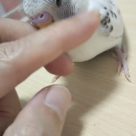 くうちゃんただいまの画像