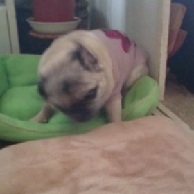 くしゃみの画像