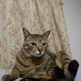 種子島弁を語るネコの画像