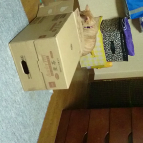 むぎっちゅ☆動画☆空き箱で遊ぼうの画像