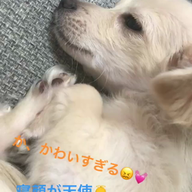 こむたーんの画像