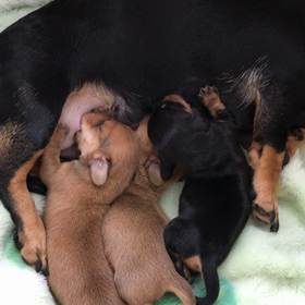 誕生（ワンちゃん）の画像