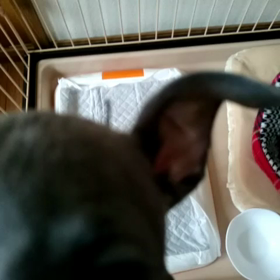 マー君のちっちゃいころ！の画像