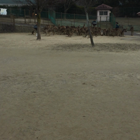 カンガルーの画像