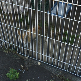 ★トッポのぼくは大人アピール？！★の画像