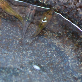 ②個体8/31（水）終了分 、多数出品してます！の画像