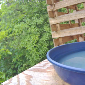 すぎぴたんの事件簿シーズン3　257話（花！　久しぶりスズメ）の画像