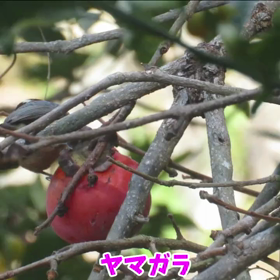 すぎぴたんの事件簿シーズン3　135話（ヤマガラも柿ŧ‹”ŧ‹”( ‘ч’ )ŧ‹”ŧ‹”）の画像