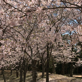 やっと行けたお花見の画像