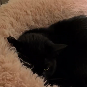  ジェットを撫でるの画像