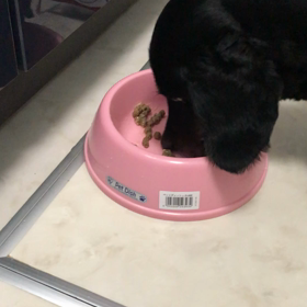 ロッチくん（黒ダックス）、トムくん（シーズー）ご飯だよの画像
