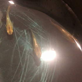 FUJIYAMAめだか様の個体が届きましたの画像