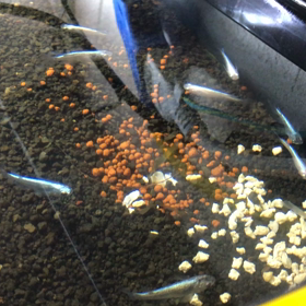 忘年会メダカ品評会の画像