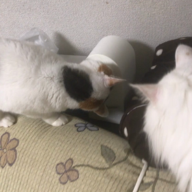 ハナちゃん、違う違う！の画像