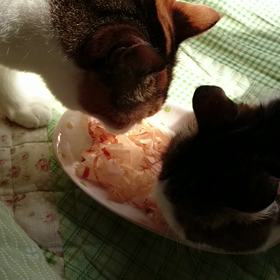 にゃにゃにゃんずの画像