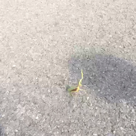 ソフィーとカマキリの画像