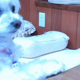 オラちゃんのシャリシャリタイムの画像