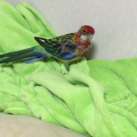 マィマィ 放鳥作戦の画像