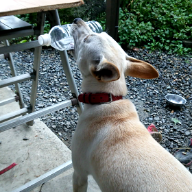 今日の暴れっぷりの画像