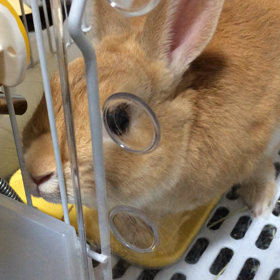 鬱病日記(41) 調子、謎かけ 、パル君の画像