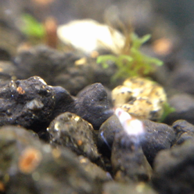 赤ちゃんうぇび 動画の画像