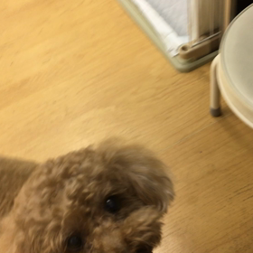 お願いじゃないの。命令。の画像