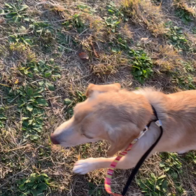 11月18日10わんこと2時間遠足　代々木公園表参道の画像