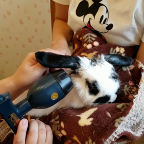 うさぎさんと飼い主様の「びわの葉温灸」の画像