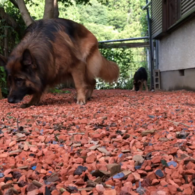 コ      イ     躾けなきゃの画像