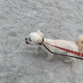 6月2日15わんこと1時間遠足  お台場の画像