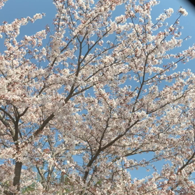 ♪春の歌を聴きながら～の画像
