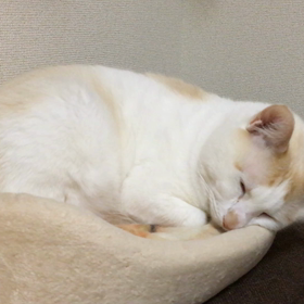 猫の異常呼吸の画像